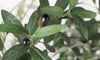 YOLEO 4FT/5FT/6FT/7FT Artificial Olive Tree, Faux Olive Silk Tree Indoor, Lifelike Fake Plant for Living Room Bedroom Balcony Corner Office Decor